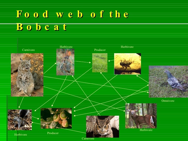 bio 2 bobcat for