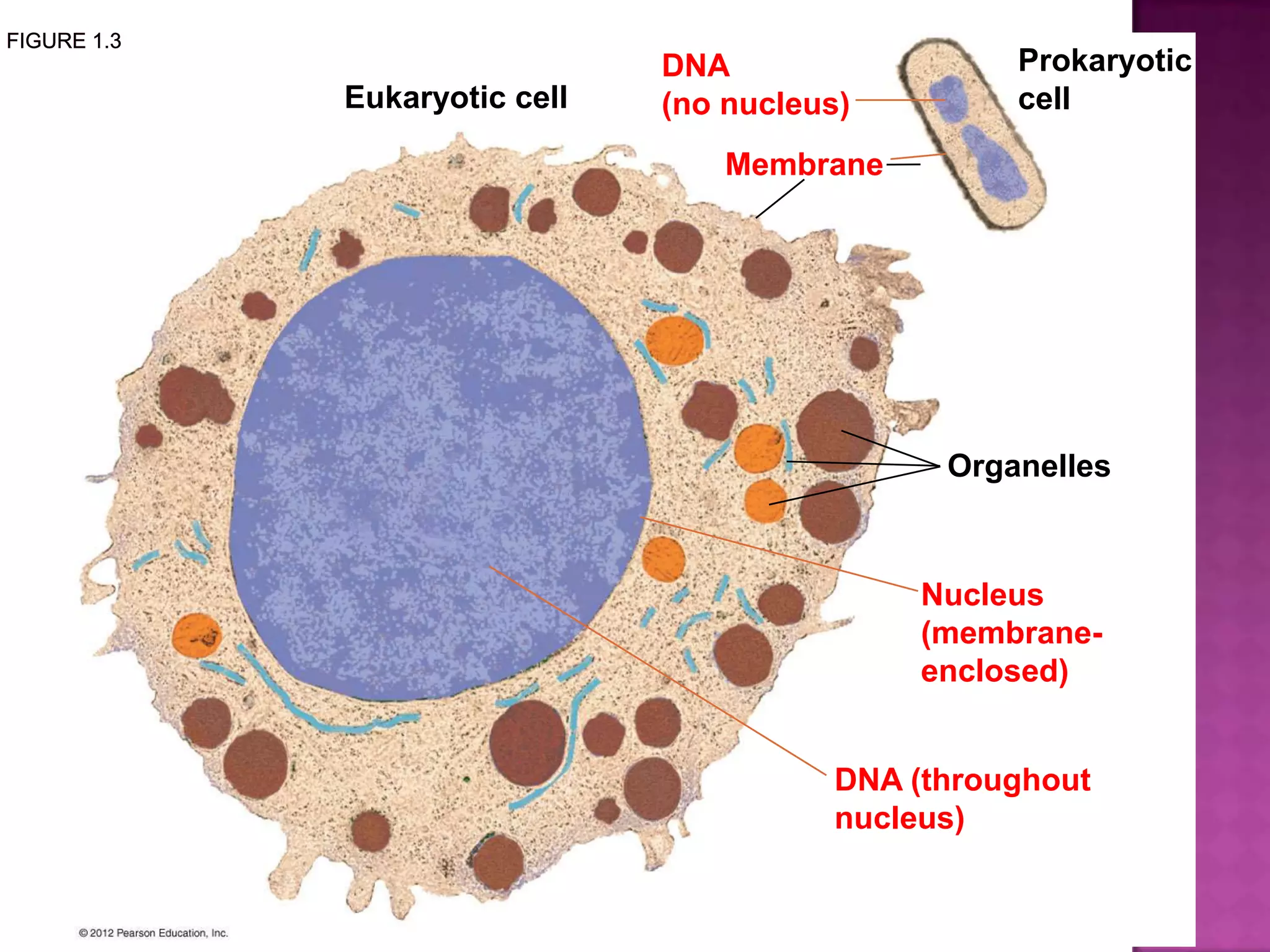 Eukaryotic cell
Membrane
Prokaryotic
cell
DNA
(no nucleus)
Organelles
Nucleus
(membrane-
enclosed)
DNA (throughout
nucleus)
 