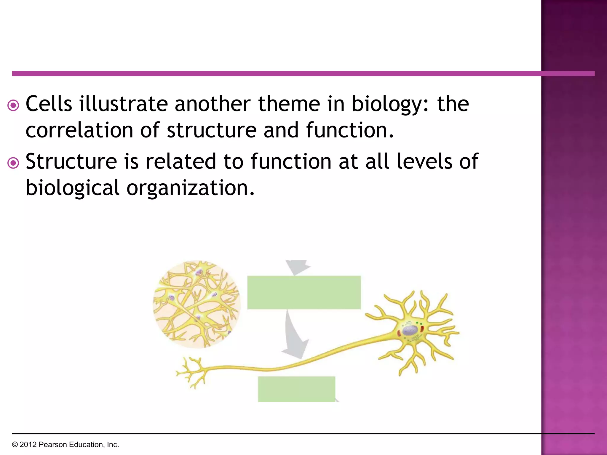  Cells illustrate another theme in biology: the
correlation of structure and function.
 Structure is related to function at all levels of
biological organization.
© 2012 Pearson Education, Inc.
 