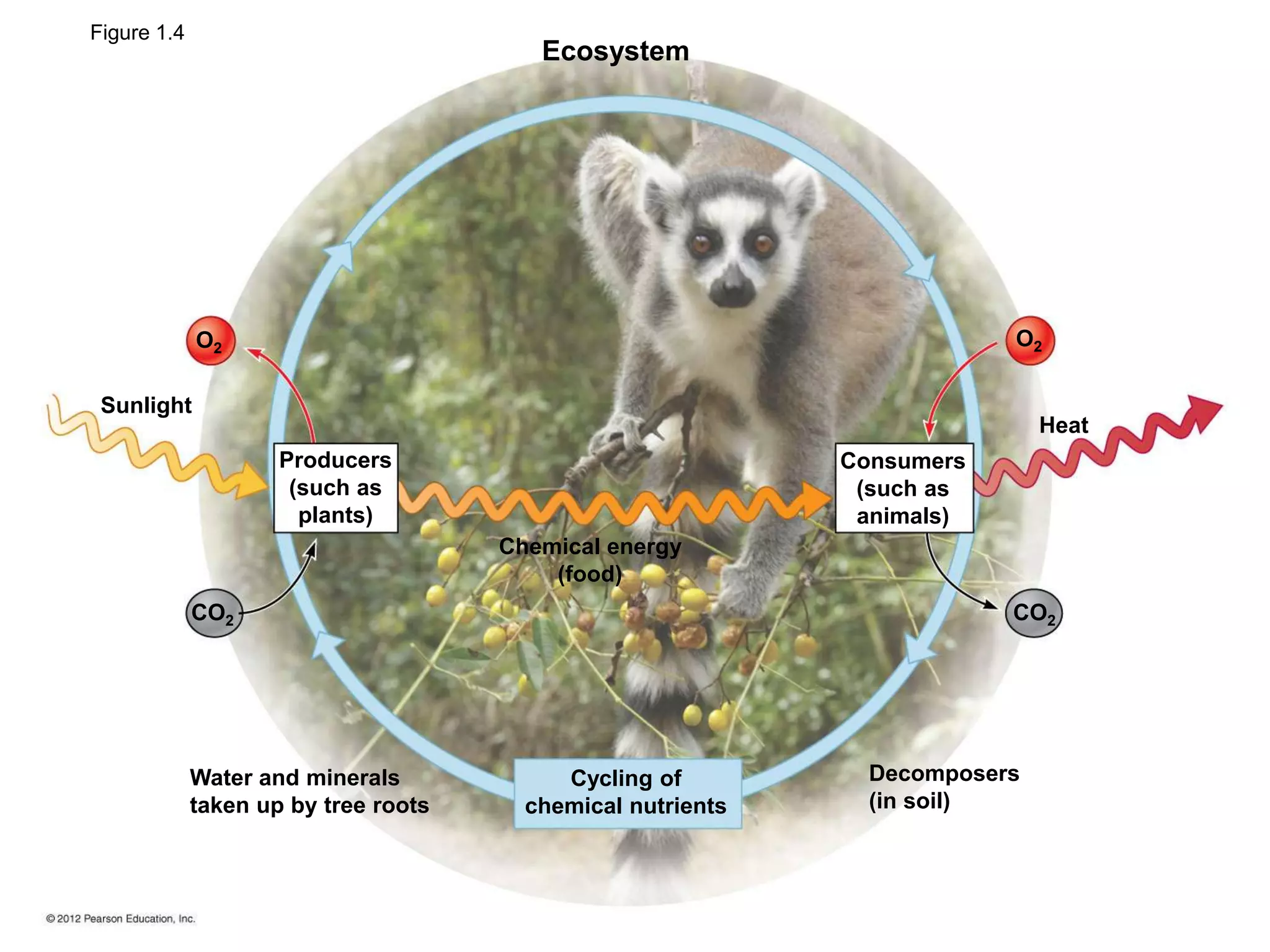 Figure 1.4
Ecosystem
Sunlight
CO2
Heat
Chemical energy
(food)
Producers
(such as
plants)
Water and minerals
taken up by tree roots
Cycling of
chemical nutrients
Decomposers
(in soil)
Consumers
(such as
animals)
CO2
O2O2
 