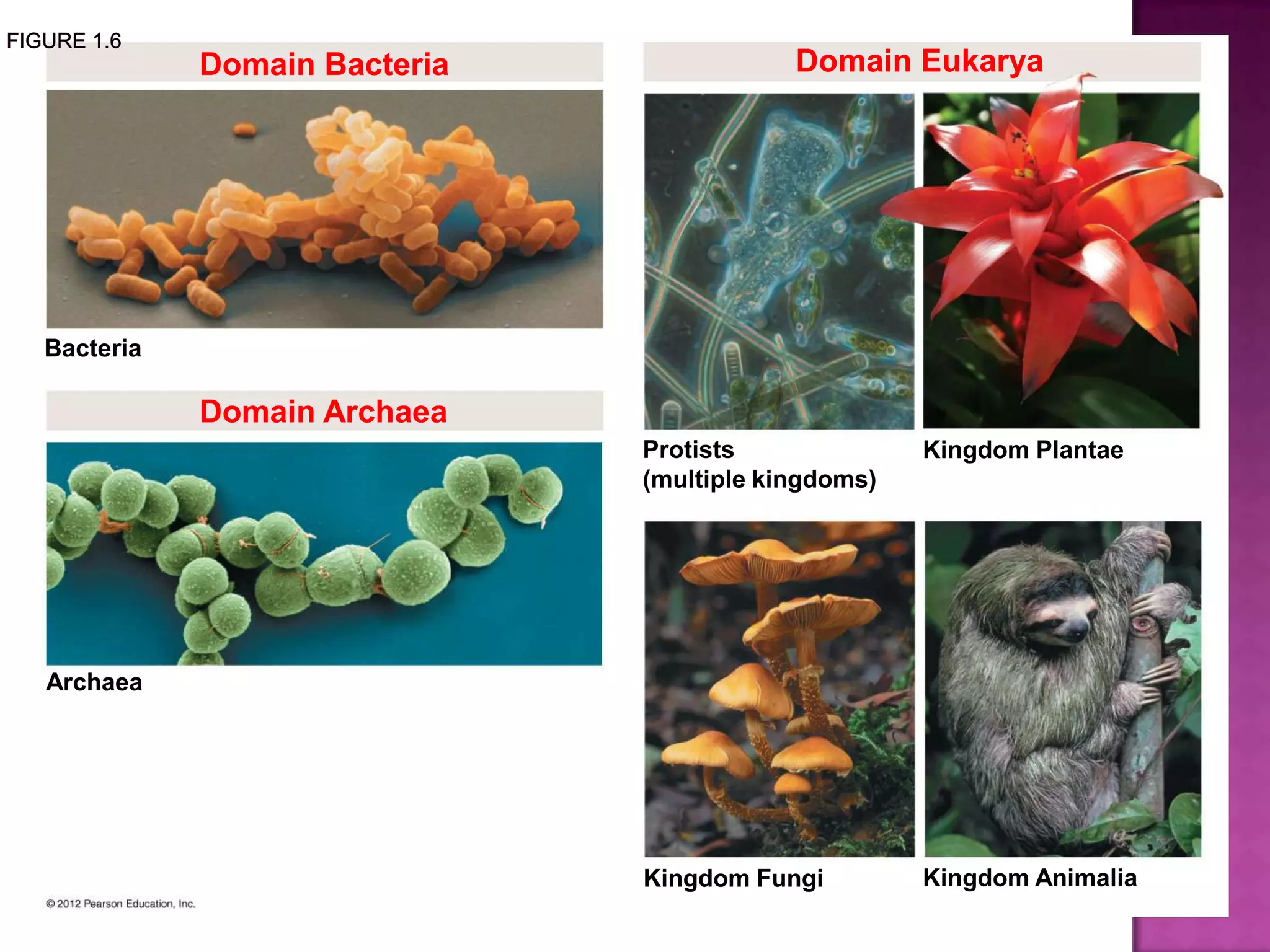 Domain Bacteria
Domain Archaea
Domain Eukarya
Bacteria
Archaea
Protists
(multiple kingdoms)
Kingdom Fungi Kingdom Animalia
Kingdom Plantae
 