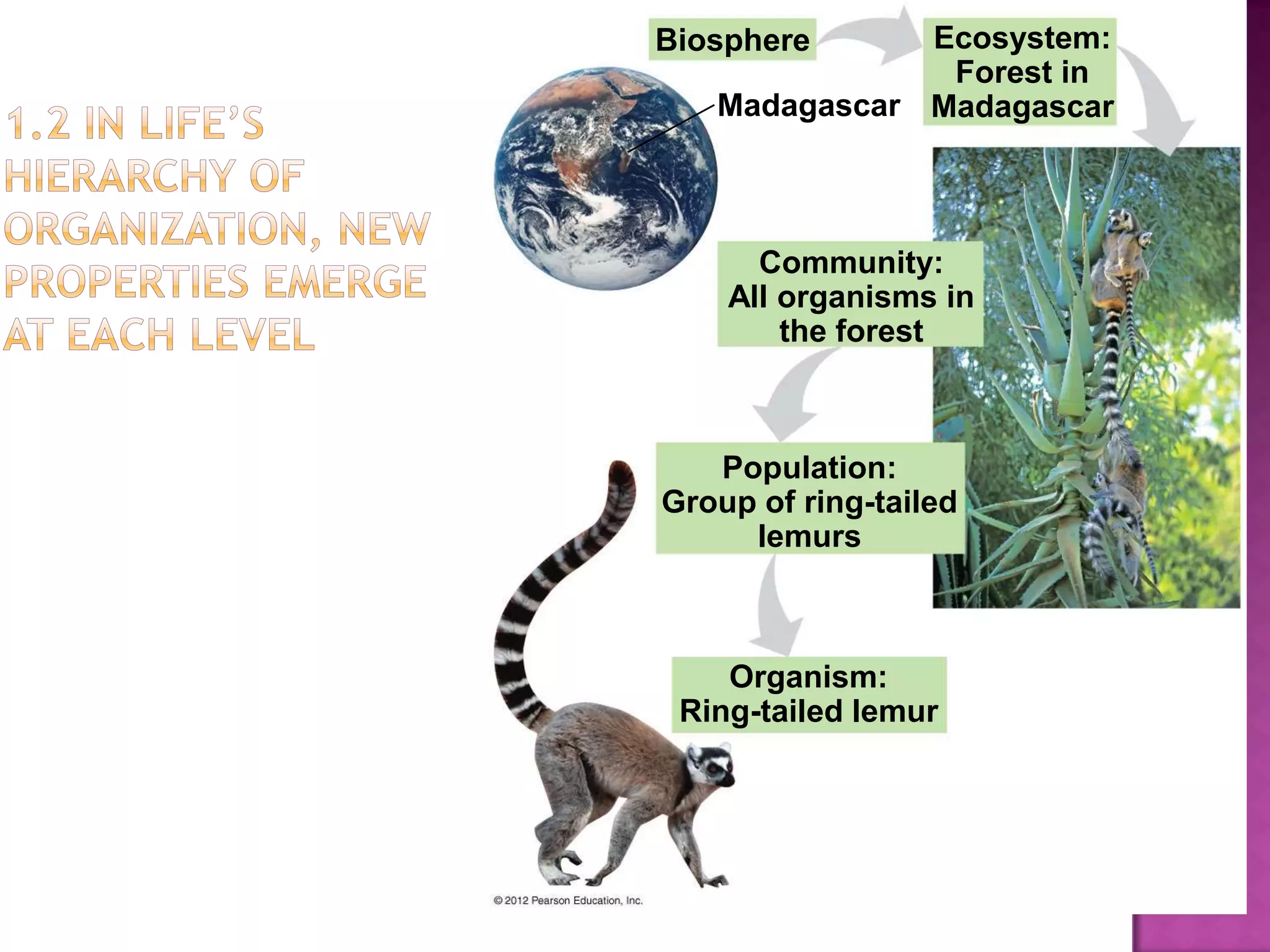 Biosphere
Madagascar
Ecosystem:
Forest in
Madagascar
Community:
All organisms in
the forest
Population:
Group of ring-tailed
lemurs
Organism:
Ring-tailed lemur
 