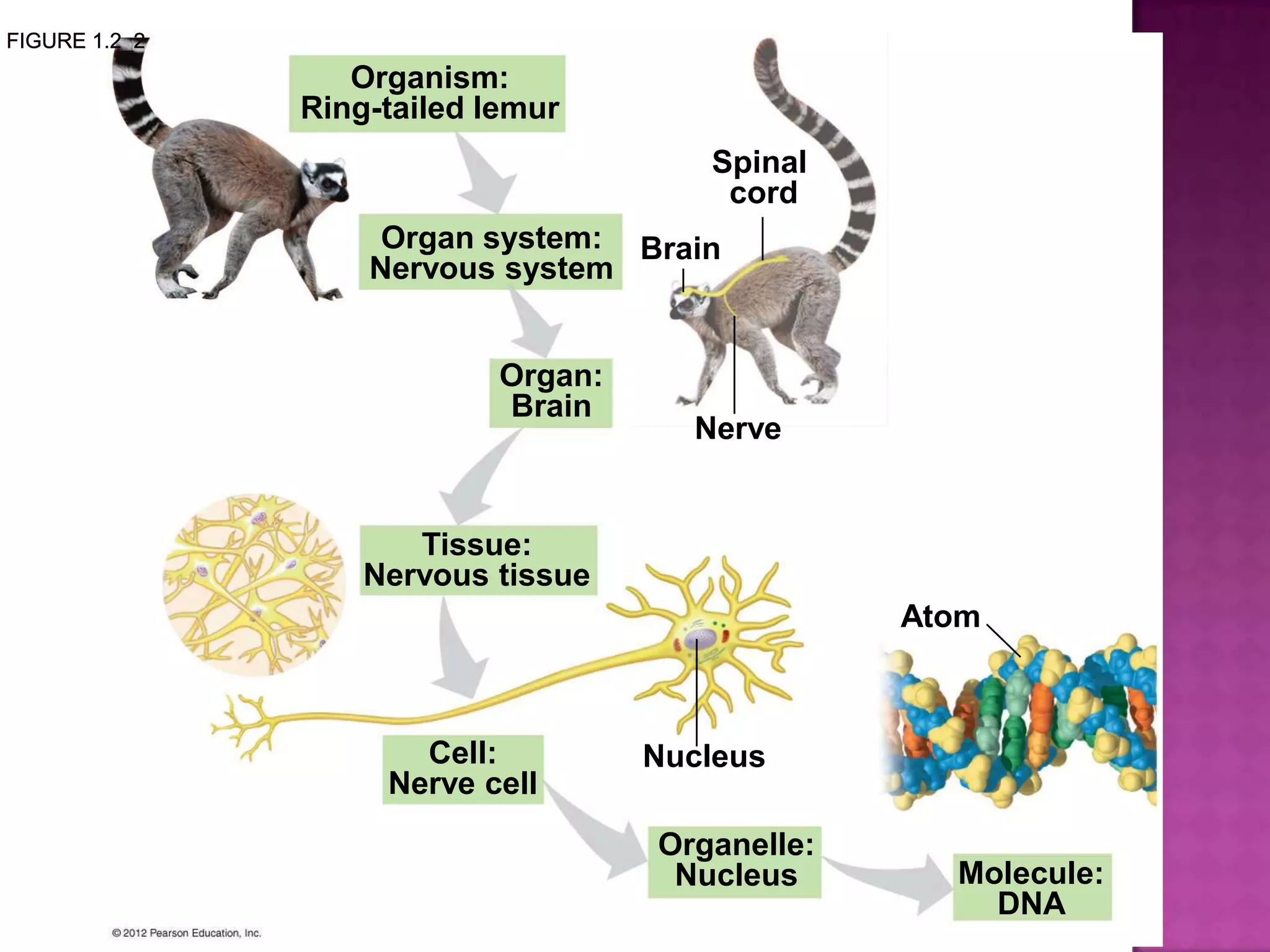 Organism:
Ring-tailed lemur
Organ system:
Nervous system
Organ:
Brain
Tissue:
Nervous tissue
Nerve
Spinal
cord
Brain
Organelle:
Nucleus
Cell:
Nerve cell
Nucleus
Atom
Molecule:
DNA
 