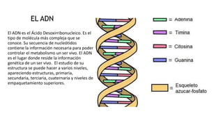 El ADN es el Ácido Desoxirribonucleico. Es el
tipo de molécula más compleja que se
conoce. Su secuencia de nucleótidos
contiene la información necesaria para poder
controlar el metabolismo un ser vivo. El ADN
es el lugar donde reside la información
genética de un ser vivo. El estudio de su
estructura se puede hacer a varios niveles,
apareciendo estructuras, primaria,
secundaria, terciaria, cuaternaria y niveles de
empaquetamiento superiores.
EL ADN
 