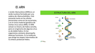 El ARN
El ácido ribonucleico (ARN) es un
ácido nucleico formado por una
cadena de ribonucleótidos. Está
presente tanto en las células
procariotas como en las eucariotas,
y es el único material genético de
ciertos virus (virus ARN). El ARN
celular es lineal y de hebra sencilla,
pero en el genoma de algunos virus
es de doble hebra .En los
organismos celulares desempeña
diversas funciones. Es la molécula
que dirige las etapas intermedias de
la síntesis proteicae hebra.
 