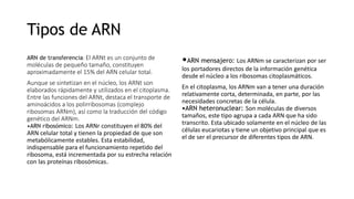 Tipos de ARN
ARN de transferencia: El ARNt es un conjunto de
moléculas de pequeño tamaño, constituyen
aproximadamente el 15% del ARN celular total.
Aunque se sintetizan en el núcleo, los ARNt son
elaborados rápidamente y utilizados en el citoplasma.
Entre las funciones del ARNt, destaca el transporte de
aminoácidos a los polirribosomas (complejo
ribosomas ARNm), así como la traducción del código
genético del ARNm.
•ARN ribosómico: Los ARNr constituyen el 80% del
ARN celular total y tienen la propiedad de que son
metabólicamente estables. Esta estabilidad,
indispensable para el funcionamiento repetido del
ribosoma, está incrementada por su estrecha relación
con las proteínas ribosómicas.
•ARN mensajero: Los ARNm se caracterizan por ser
los portadores directos de la información genética
desde el núcleo a los ribosomas citoplasmáticos.
En el citoplasma, los ARNm van a tener una duración
relativamente corta, determinada, en parte, por las
necesidades concretas de la célula.
•ARN heteronuclear: Son moléculas de diversos
tamaños, este tipo agrupa a cada ARN que ha sido
transcrito. Esta ubicado solamente en el núcleo de las
células eucariotas y tiene un objetivo principal que es
el de ser el precursor de diferentes tipos de ARN.
 