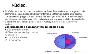 Núcleo.
• El núcleo es la estructura característica de la célula eucariota, es su orgánulo más
prominente, su componente de mayor tamaño. El término núcleo se relaciona
con el término griego “Karyon” y determina el significado de otras terminologías,
por ejemplo, eucariota hace referencia a la célula que posee núcleo desarrollado,
la cariolinfa es el líquido presente en el núcleo, la carioteca es la envoltura
nuclear.
Los principales componentes del núcleo son :
• 1- La envoltura nuclear.
•2-El nucleoplasma o jugo nuclear.
•3-El nucléolo.
•4-Los Poros nucleares.
•5-La cromatina.
 
