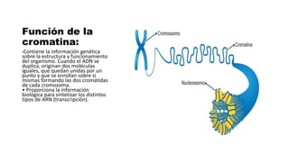 Función de la
cromatina:
•Contiene la información genética
sobre la estructura y funcionamiento
del organismo. Cuando el ADN se
duplica, originan dos moléculas
iguales, que quedan unidas por un
punto y que se enrollan sobre sí
mismas formando las dos cromátidas
de cada cromosoma.
• Proporciona la información
biológica para sintetizar los distintos
tipos de ARN (transcripción).
 