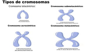 Tipos de cromosomas
Cromosoma telocéntrico:
Cromosoma acrocéntrico: Cromosoma metacéntrico:
Cromosoma submetacéntrico:
 