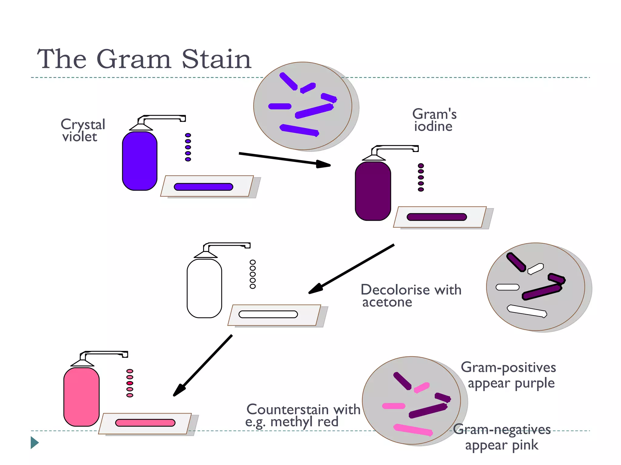 The Gram Stain Crystal  violet Gram's  iodine Decolorise with  acetone Counterstain with e.g. methyl red Gram-positives  appear purple Gram-negatives  appear pink 