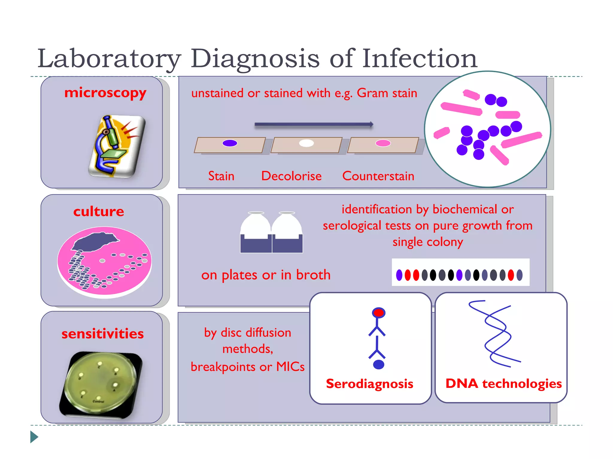 Laboratory Diagnosis of Infection culture on plates or in broth  identification by biochemical or serological tests on pure growth from single colony microscopy Decolorise  Counterstain Stain unstained or stained with e.g. Gram stain   sensitivities Serodiagnosis DNA technologies by disc diffusion methods, breakpoints or MICs   