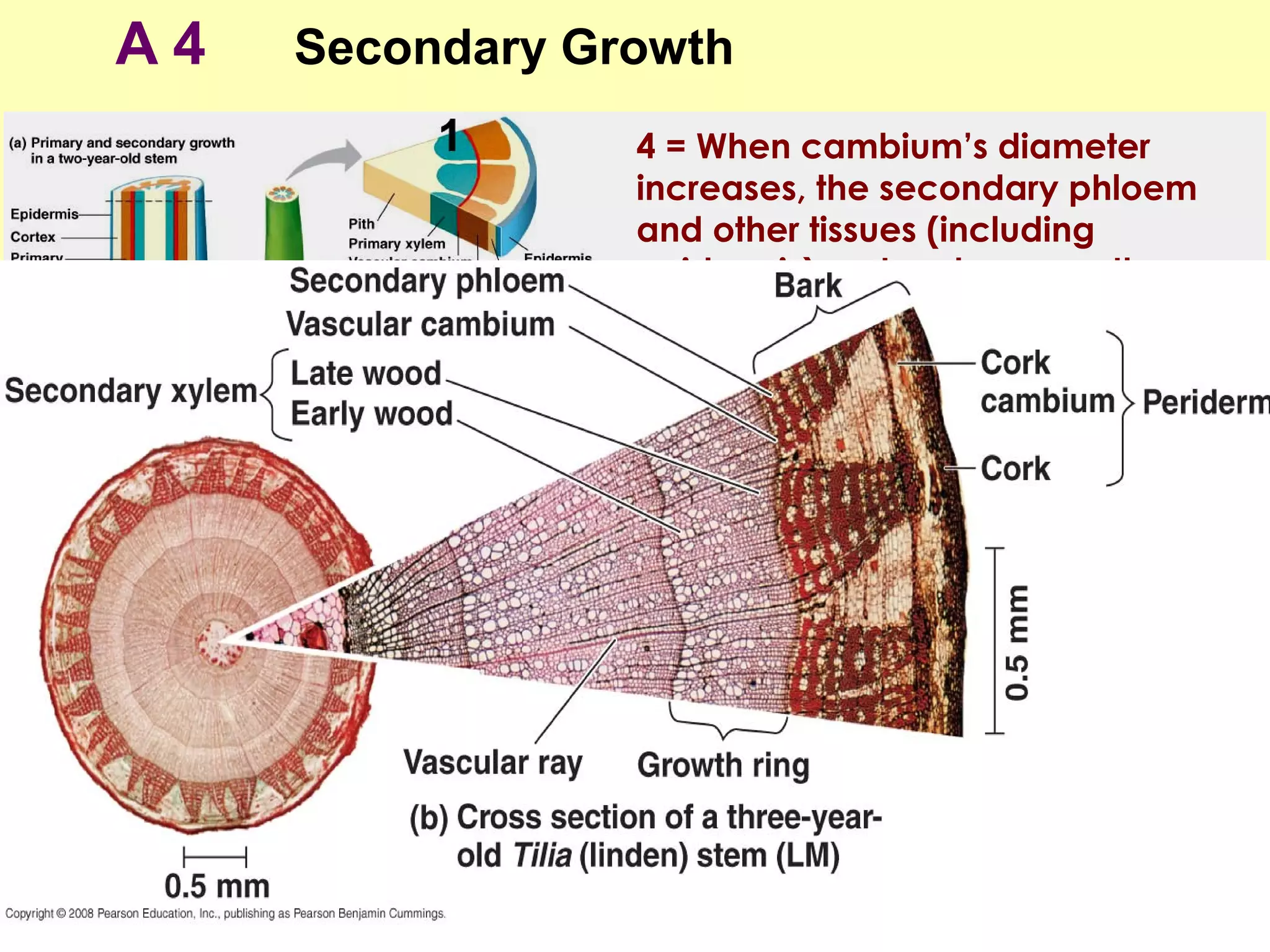 Plant structure and growth 2 ppt