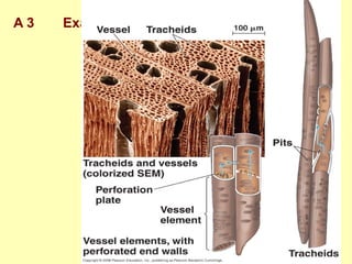 A 3 Examples of differentiated plant cells
Xylem
The tube-shaped, nonliving
portion of the vascular
system in plants that carries
water and minerals from the
roots to the rest of the plant.
The water-conducting
cells of the xylem
Tracheid
A water-conducting and
supportive element of xylem
composed of long, thin cells
with tapered ends and walls
hardened with lignin.
 