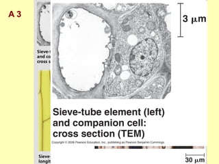 A 3 Examples of differentiated plant cells
Sugar-conducting cells
of the phloem
Phloem
The portion of the vascular
system in plants consisting of
living cells arranged into
elongated tubes that transport
sugar and other organic
nutrients throughout the plant.
 