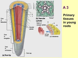 A 3
Primary
tissues
in young
roots
 