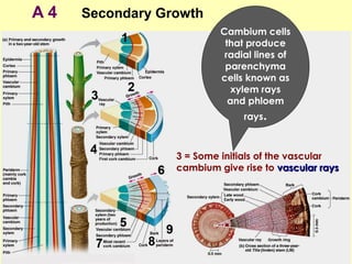 A 4 Secondary Growth
3 = Some initials of the vascular
cambium give rise to vascular raysvascular rays
Cambium cells
that produce
radial lines of
parenchyma
cells known as
xylem rays
and phloem
rays.
 