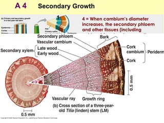 A 4 Secondary Growth
4 = When cambium’s diameter
increases, the secondary phloem
and other tissues (including
epidermis) rupture because they no
longer divide and cannot keep
pace.
A second meristem, the cork
cambium, develops from
parenchyma cells in the cortex. The
cork cambium produces cork cells,
which replace the epidermis.
 