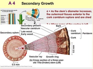 A 4 Secondary Growth
6 = As the stem’s diameter increases,
the outermost tissues exterior to the
cork cambium rupture and are shed
7 = When none of the cortex is left,
the cambium develops from phloem
parenchyma cells
8 = The cork cambium and the
tissues it produces are called
periderm
9 = bark consists of tissues exterior to
the vascular cambium
 