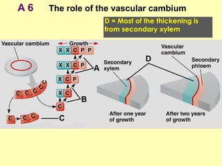 A 6 The role of the vascular cambium
D = Most of the thickening is
from secondary xylem
 