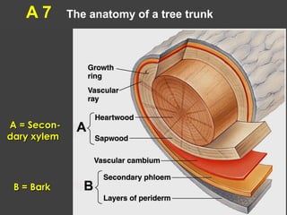 A 7 The anatomy of a tree trunk
A = Secon-A = Secon-
dary xylemdary xylem
B = BarkB = Bark
 