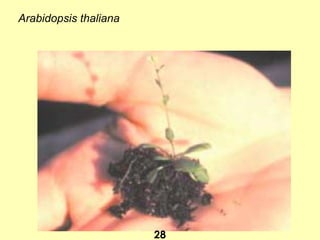 Arabidopsis thaliana
28
 