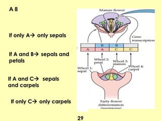 A 8
29
If only A only sepals
If A and B sepals and
petals
If A and C sepals
and carpels
If only C only carpels
 