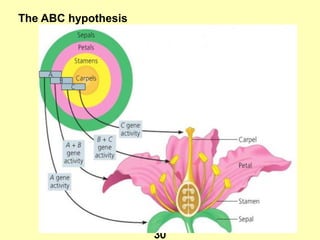 The ABC hypothesis
30
 