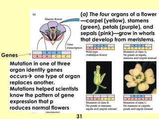 31
Genes
(a) The four organs of a flower
—carpel (yellow), stamens
(green), petals (purple), and
sepals (pink)—grow in whorls
that develop from meristems.
Mutation in one of three
organ identity genes
occurs one type of organ
replaces another.
Mutations helped scientists
know the pattern of gene
expression that p
roduces normal flowers
 