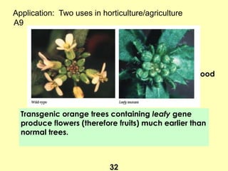 Application: Two uses in horticulture/agriculture
A9
32
C genes control development of carpels
Carpels develop into grains we eat
More active C genes more carpels  more food
Transgenic orange trees containing leafy gene
produce flowers (therefore fruits) much earlier than
normal trees.
 