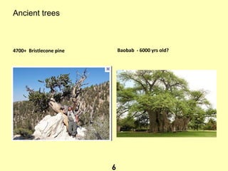Ancient trees
4700+ Bristlecone pine Baobab - 6000 yrs old?
6
 