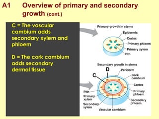 A1 Overview of primary and secondary
growth (cont.)
C = The vascular
cambium adds
secondary xylem and
phloem
D = The cork cambium
adds secondary
dermal tissue
 