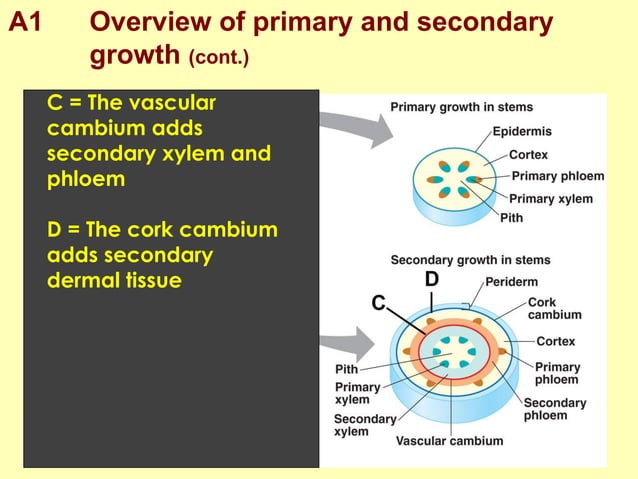 Plant structure and growth 2 | PPT
