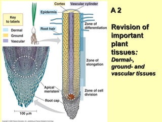 A 2A 2
Revision ofRevision of
importantimportant
plantplant
tissuestissues::
Dermal-,Dermal-,
ground- andground- and
vascular tissuesvascular tissues
 