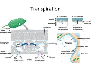 Plant transport | PPT