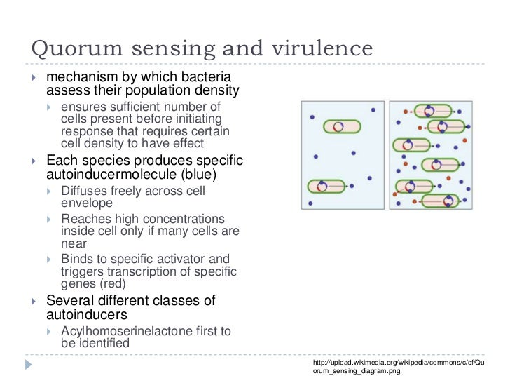 Bio305 Lecture on Gene Regulation in Bacterial Pathogens pertussis cell diagram 