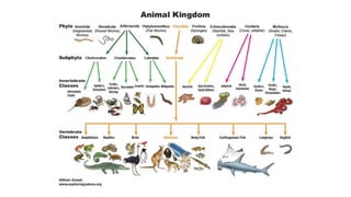 Animal Development Tree Bio 306_ Introduction to animal development LT 1-1.pptx