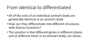 Bio 306_ Introduction to animal development LT 1-1.pptx
