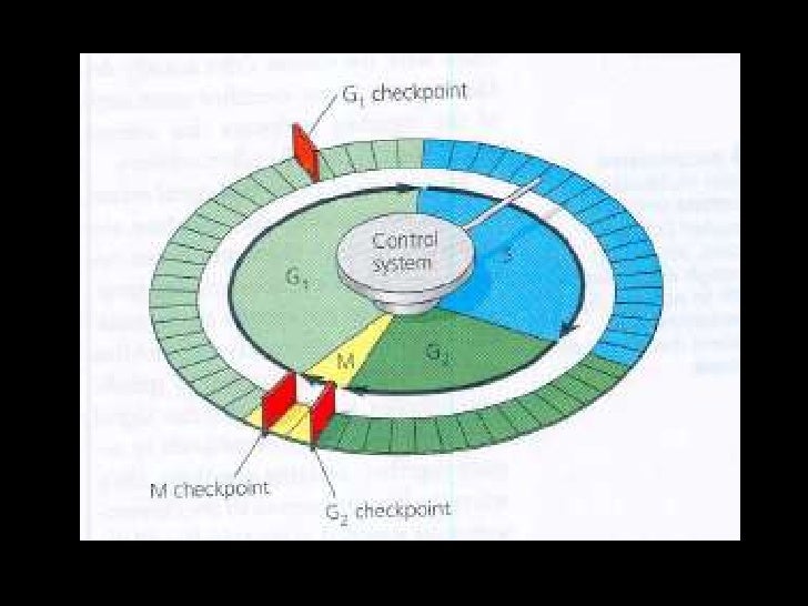 Cell Cycle Control Mechanisms Biology Diagrams