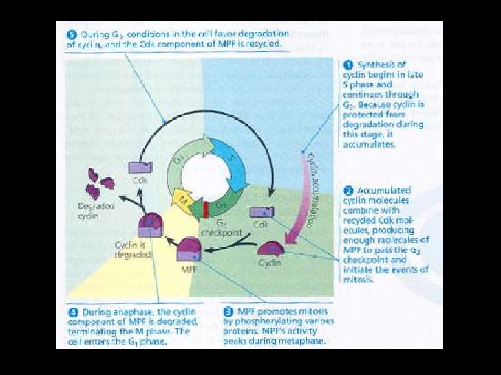 Bio3 0910 Lec2 Controls Cd Ks