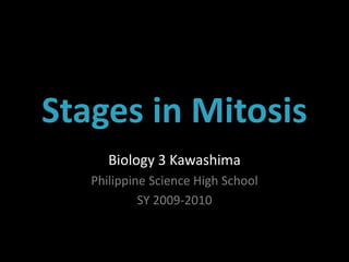 Stages in Mitosis Biology 3 Kawashima Philippine Science High School SY 2009-2010 