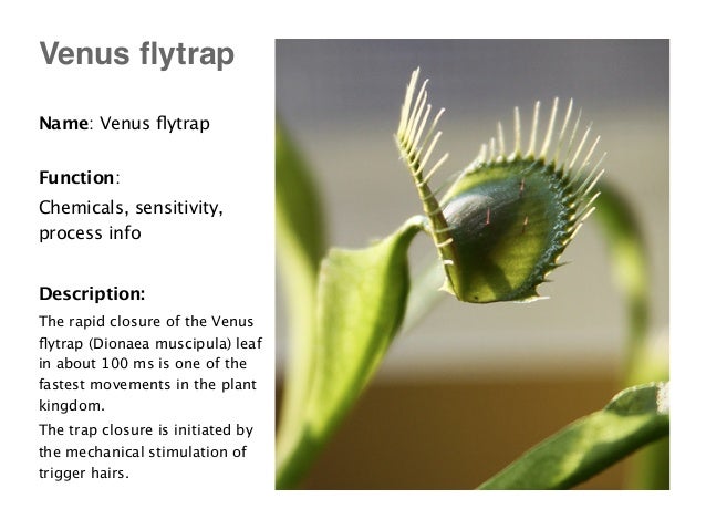 Biodesign 30 living things