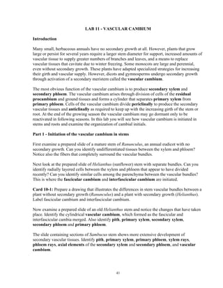 41
LAB 11 - VASCULAR CAMBIUM
Introduction
Many small, herbaceous annuals have no secondary growth at all. However, plants that grow
large or persist for several years require a larger stem diameter for support, increased amounts of
vascular tissue to supply greater numbers of branches and leaves, and a means to replace
vascular tissues that cavitate due to winter freezing. Some monocots are large and perennial,
even without secondary growth. These plants have adapted specialized strategies for increasing
their girth and vascular supply. However, dicots and gymnosperms undergo secondary growth
through activation of a secondary meristem called the vascular cambium.
The most obvious function of the vascular cambium is to produce secondary xylem and
secondary phloem. The vascular cambium arises through division of cells of the residual
procambium and ground tissues and forms a cylinder that separates primary xylem from
primary phloem. Cells of the vascular cambium divide periclinally to produce the secondary
vascular tissues and anticlinally as required to keep up with the increasing girth of the stem or
root. At the end of the growing season the vascular cambium may go dormant only to be
reactivated in following seasons. In this lab you will see how vascular cambium is initiated in
stems and roots and examine the organization of cambial initials.
Part 1 - Initiation of the vascular cambium in stems
First examine a prepared slide of a mature stem of Ranunculus, an annual eudicot with no
secondary growth. Can you identify undifferentiated tissues between the xylem and phloem?
Notice also the fibers that completely surround the vascular bundles.
Next look at the prepared slide of Helianthus (sunflower) stem with separate bundles. Can you
identify radially layered cells between the xylem and phloem that appear to have divided
recently? Can you identify similar cells among the parenchyma between the vascular bundles?
This is where the fascicular cambium and interfascicular cambium are initiated.
Card 10-1: Prepare a drawing that illustrates the differences in stem vascular bundles between a
plant without secondary growth (Ranunculus) and a plant with secondary growth (Helianthus).
Label fascicular cambium and interfascicular cambium.
Now examine a prepared slide of an old Helianthus stem and notice the changes that have taken
place. Identify the cylindrical vascular cambium, which formed as the fascicular and
interfascicular cambia merged. Also identify pith, primary xylem, secondary xylem,
secondary phloem and primary phloem.
The slide containing sections of Sambucus stem shows more extensive development of
secondary vascular tissues. Identify pith, primary xylem, primary phloem, xylem rays,
phloem rays, axial elements of the secondary xylem and secondary phloem, and vascular
cambium.
 