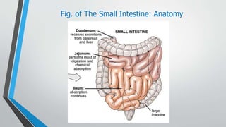 Small Intestine Use Digestive system | PPT