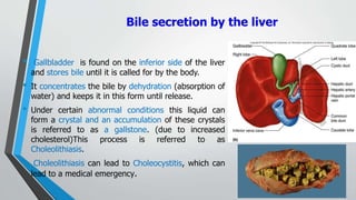 Digestive-system-40-320.jpg