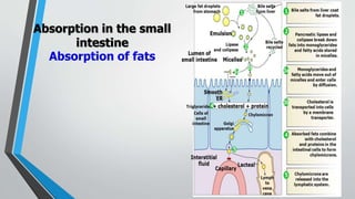 Digestive system | PPT