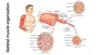 Skeletalmuscleorganization
11
 