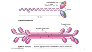 Bipolar aggregation of two different myosin molecules
15
 