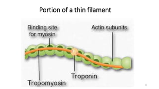 Portion of a thin filament
16
 