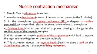 Muscle contraction mechanism
1. Muscle fiber is stimulated to contract.
2. sarcolemma depolarizes (a wave of depolarization passes to the T tubules)
3. In the sarcoplasm, sarcoplasm reticulum (SR) undergoes a sudden
permeability changes that release the stored calcium ions to sarcoplasm.
4. Calcium ions bind to one kind of troponin, causing a change in the
configuration of the troponin complex.
5. Which causes a change in position of the tropomysin which lead to expose
the myosin interacting sites on the actin molecule .
6. This activation induces the myosin heads (levers)to exert a pull on the
actin filament causing it undergo a sliding movement.
17
 