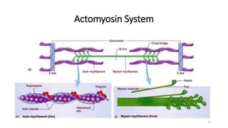 Actomyosin System
19
 